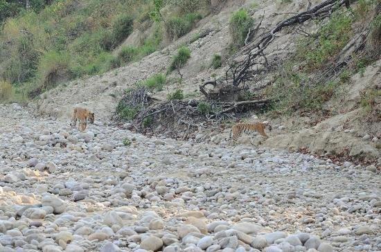 Jim Corbett Resort Rāmnagar Eksteriør billede